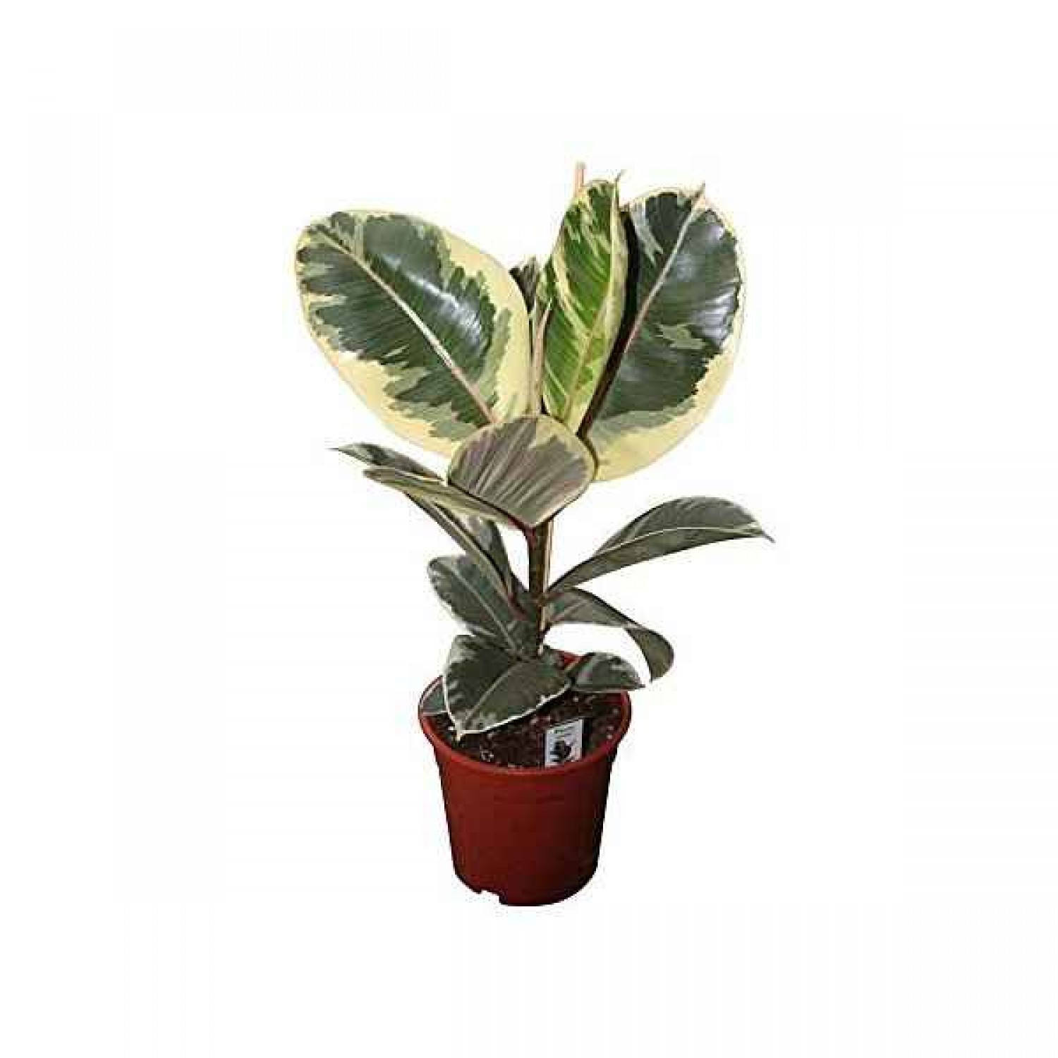 Ficus Elastica 'Variegata' 